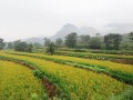 邯鄲、承德、唐山……河北各地大力發展特色產業，提升農業質量效益和競爭力