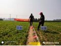 朝陽匯豐小分子+分子有序化技術(shù)在安國(guó)應(yīng)用，半夏增產(chǎn)151%