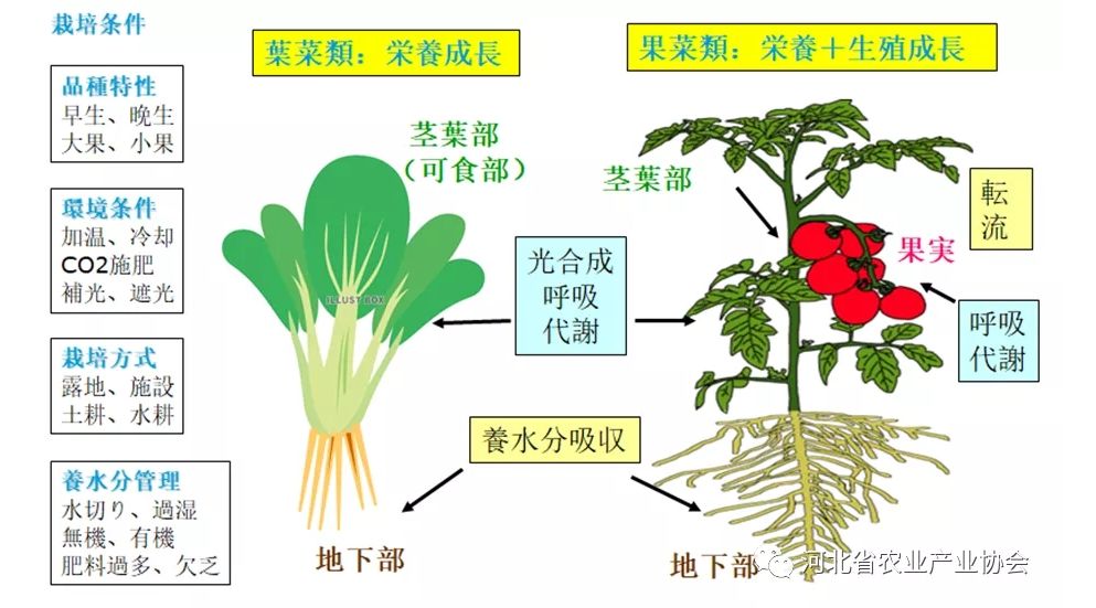 2021石家莊 ? 國際農業交流對接系列活動——日本種苗管理及高品質蔬菜栽培技術在線交流